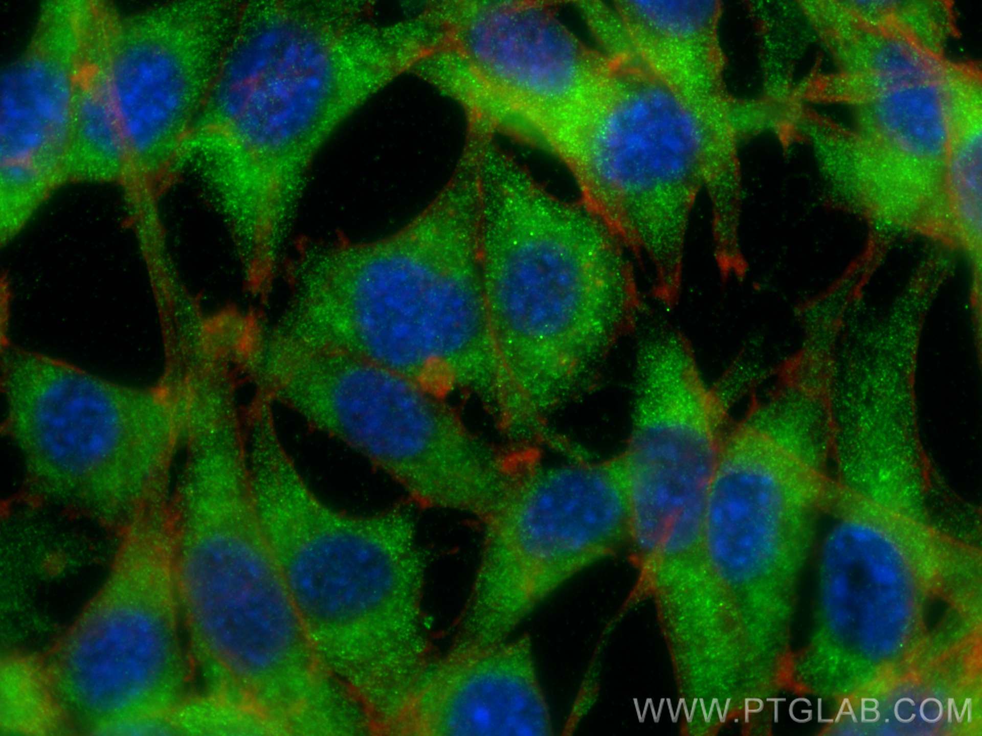 Immunofluorescence (IF) / fluorescent staining of NIH/3T3 cells using CENPM Polyclonal antibody (19840-1-AP)