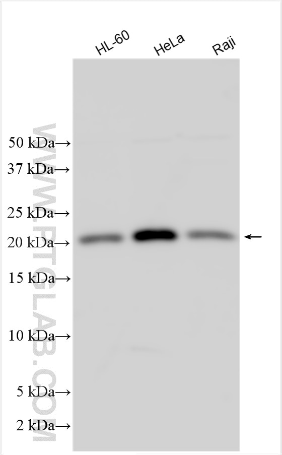 Western Blot (WB) analysis of various lysates using CENPM Polyclonal antibody (19840-1-AP)