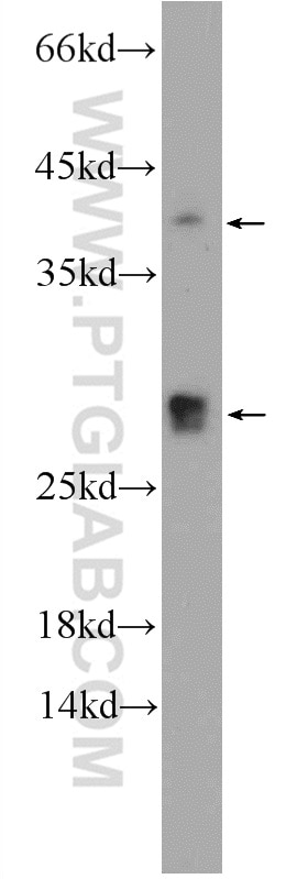 Western Blot (WB) analysis of MCF-7 cells using CENPN Polyclonal antibody (16751-1-AP)