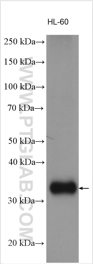 WB analysis using 20611-1-AP