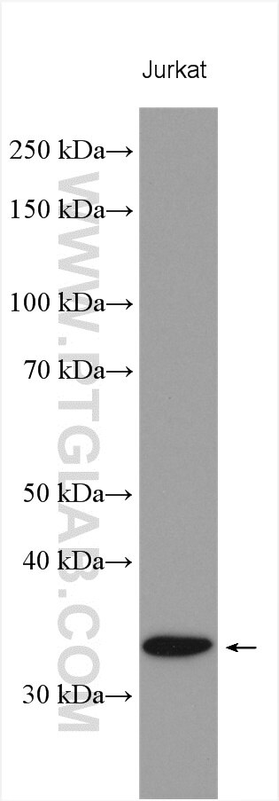 Western Blot (WB) analysis of various lysates using CENPP Polyclonal antibody (18096-1-AP)