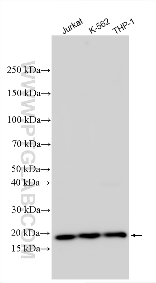 Western Blot (WB) analysis of various lysates using CENPS-CORT Polyclonal antibody (33963-1-AP)