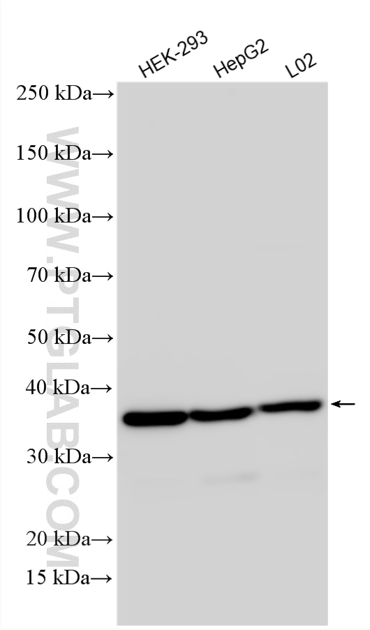 WB analysis using 23005-1-AP Western Blot (WB) analysis of various lysates using CENPV Polyclonal antibody (23005-1-AP)