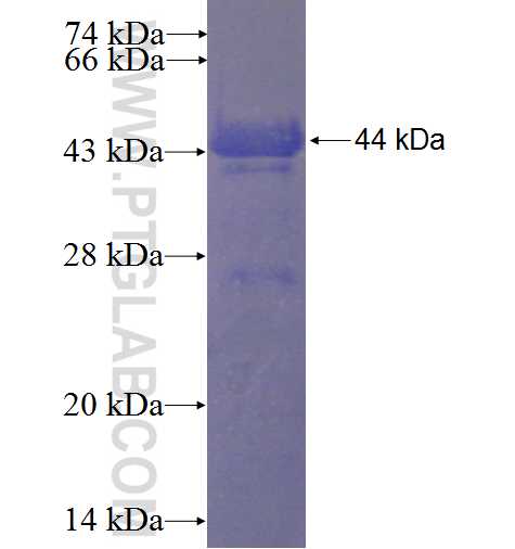 CENTD3 fusion protein Ag24116 SDS-PAGE