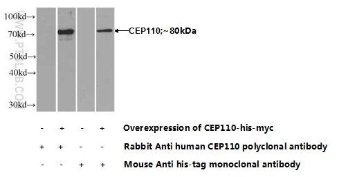 CEP110