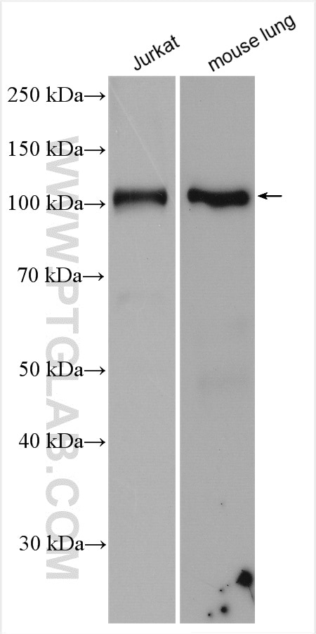 Western Blot (WB) analysis of various lysates using CEP120 Polyclonal antibody (24067-1-AP)
