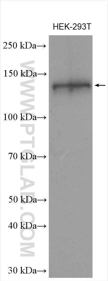 Western Blot (WB) analysis of HEK-293T cells using CEP128 Polyclonal antibody (24810-1-AP)