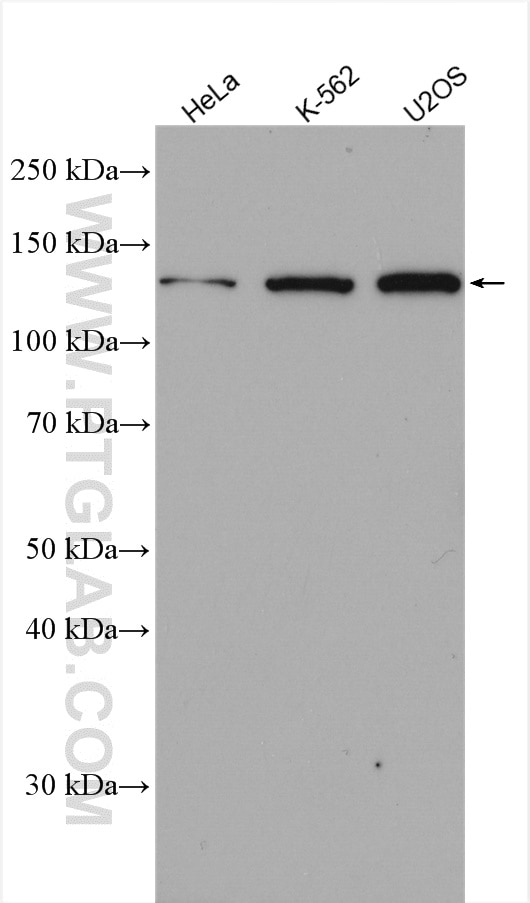 Western Blot (WB) analysis of various lysates using CEP135 Polyclonal antibody (24428-1-AP)