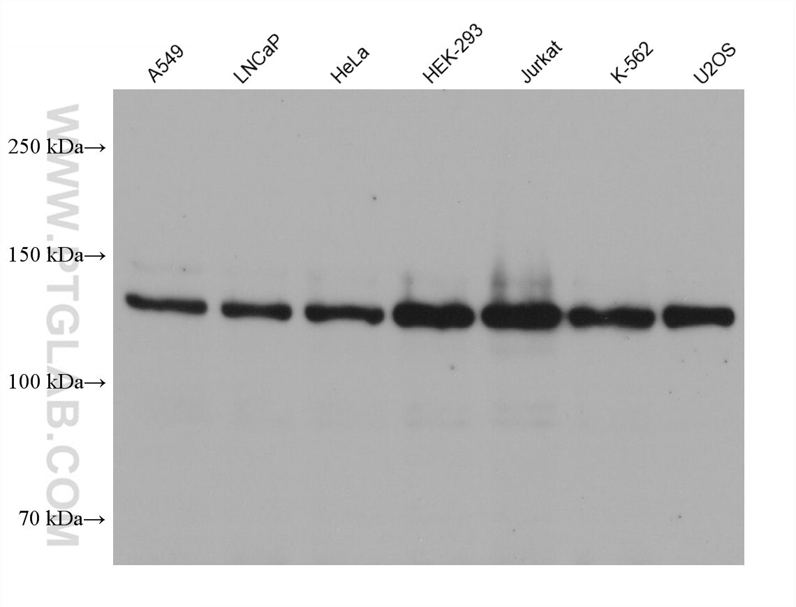 WB analysis using 68715-1-Ig