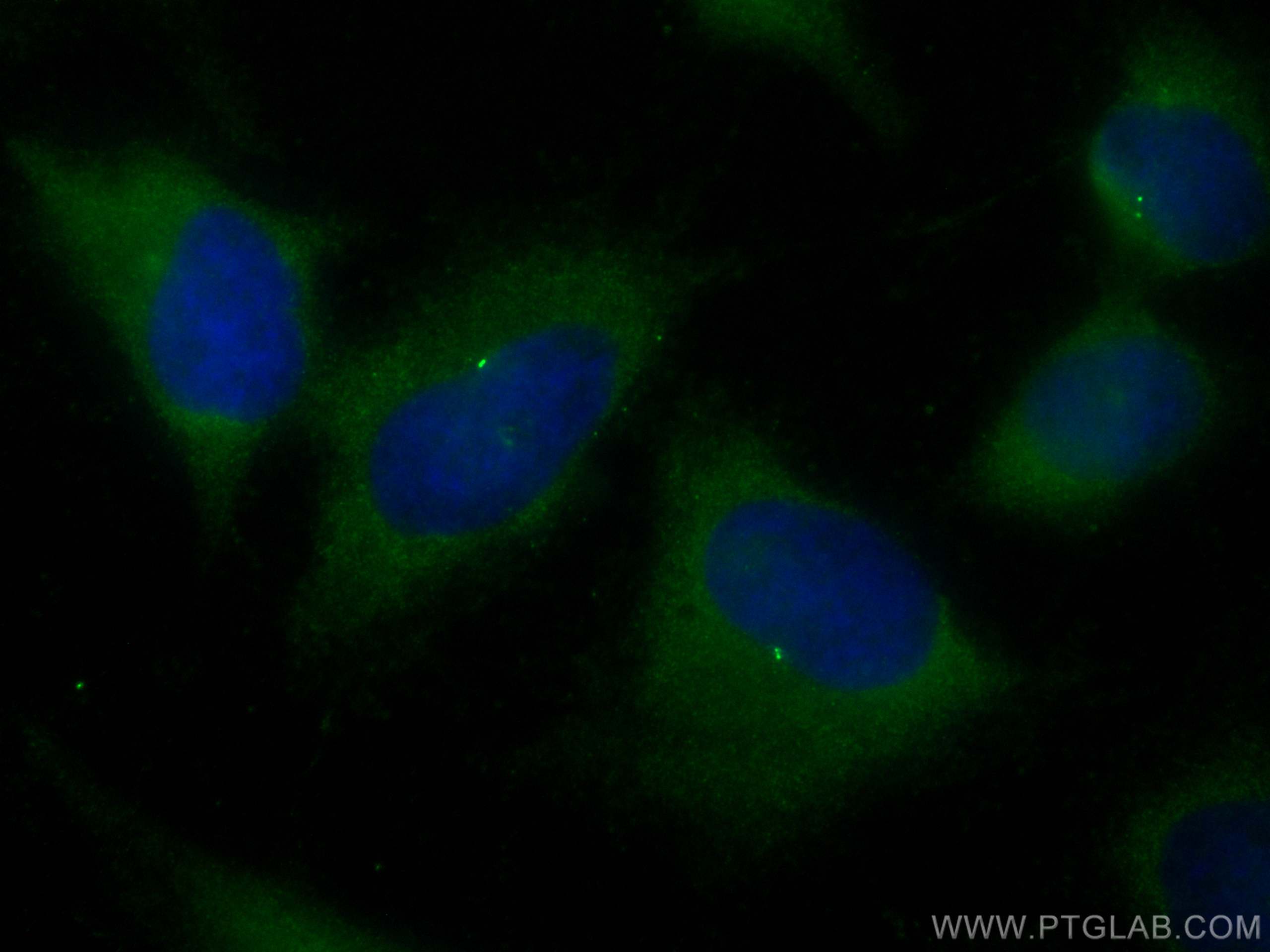 Immunofluorescence (IF) / fluorescent staining of HeLa cells using CoraLite® Plus 488-conjugated CEP135 Polyclonal an (CL488-24428)