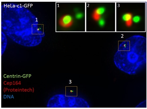 Immunofluorescence (IF) / fluorescent staining of HeLa cells using CEP164 Polyclonal antibody (22227-1-AP)