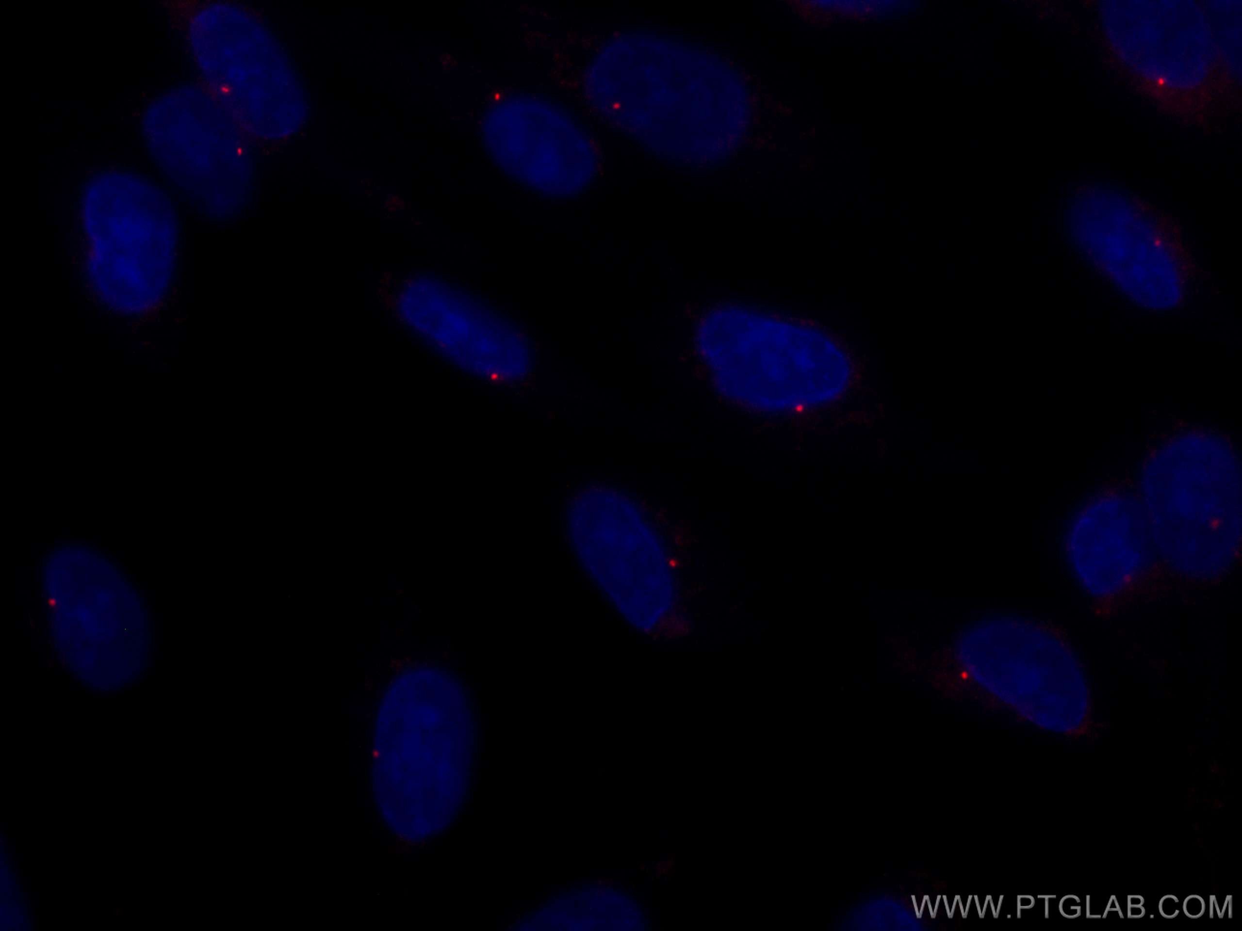 IF Staining of MDCK using CL594-22227