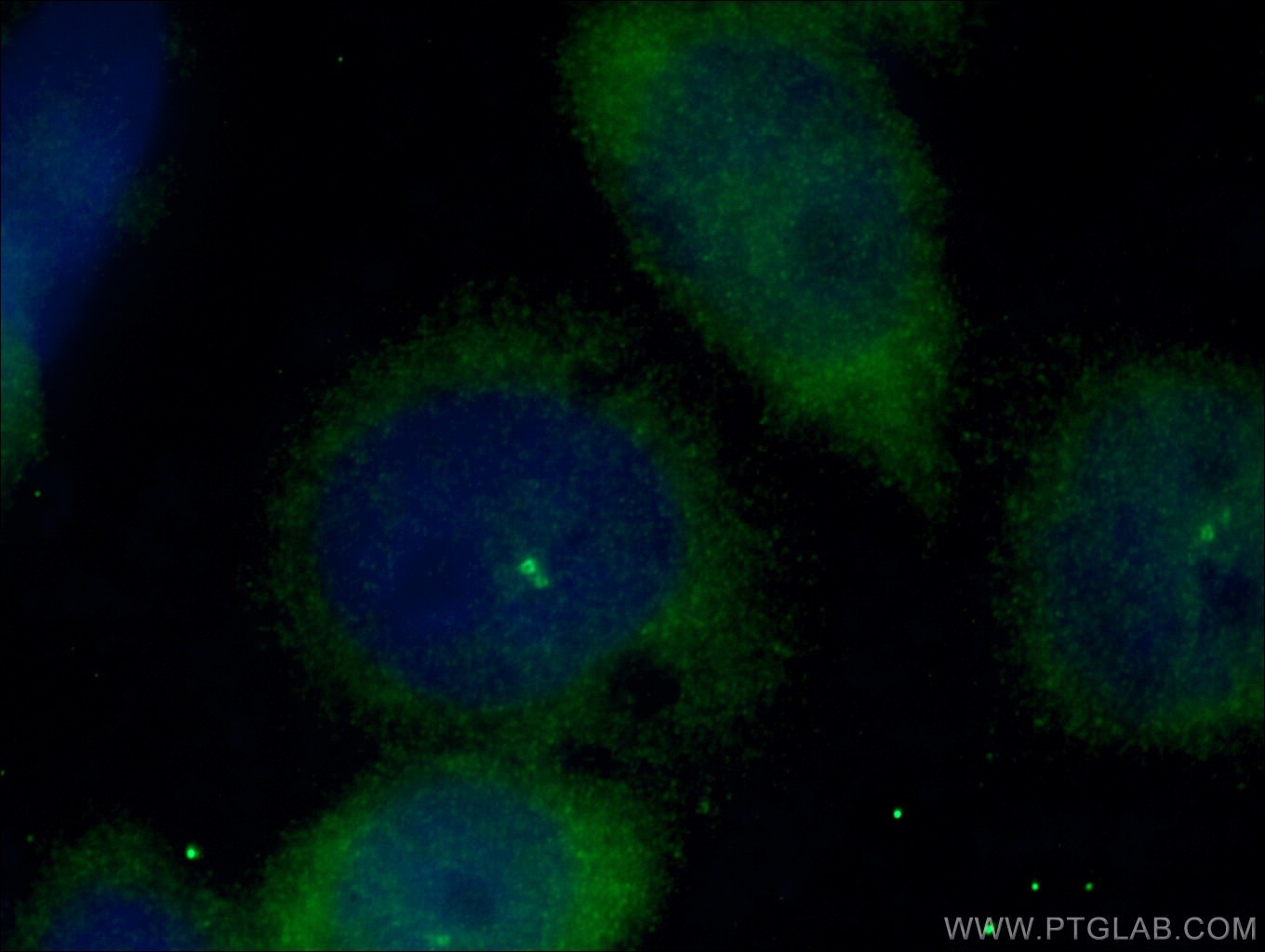 Immunofluorescence (IF) / fluorescent staining of HeLa cells using CEP170 Polyclonal antibody (27325-1-AP)