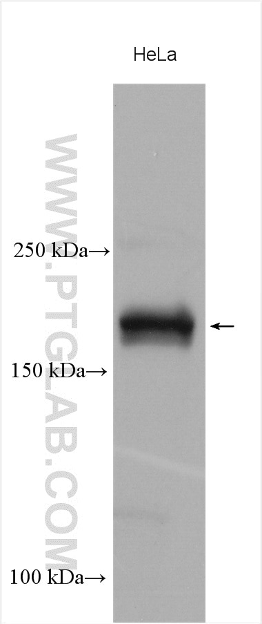Western Blot (WB) analysis of various lysates using CEP170/CEP170L Polyclonal antibody (18899-1-AP)