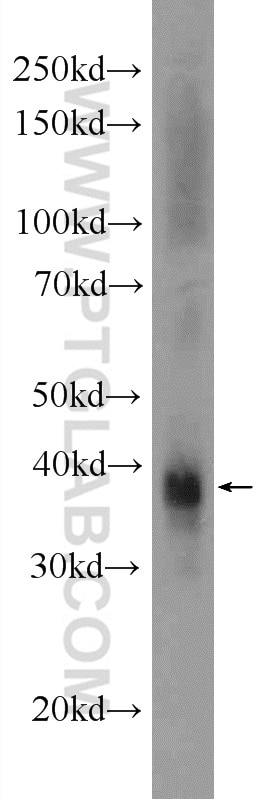 WB analysis of rat testis using 18899-1-AP