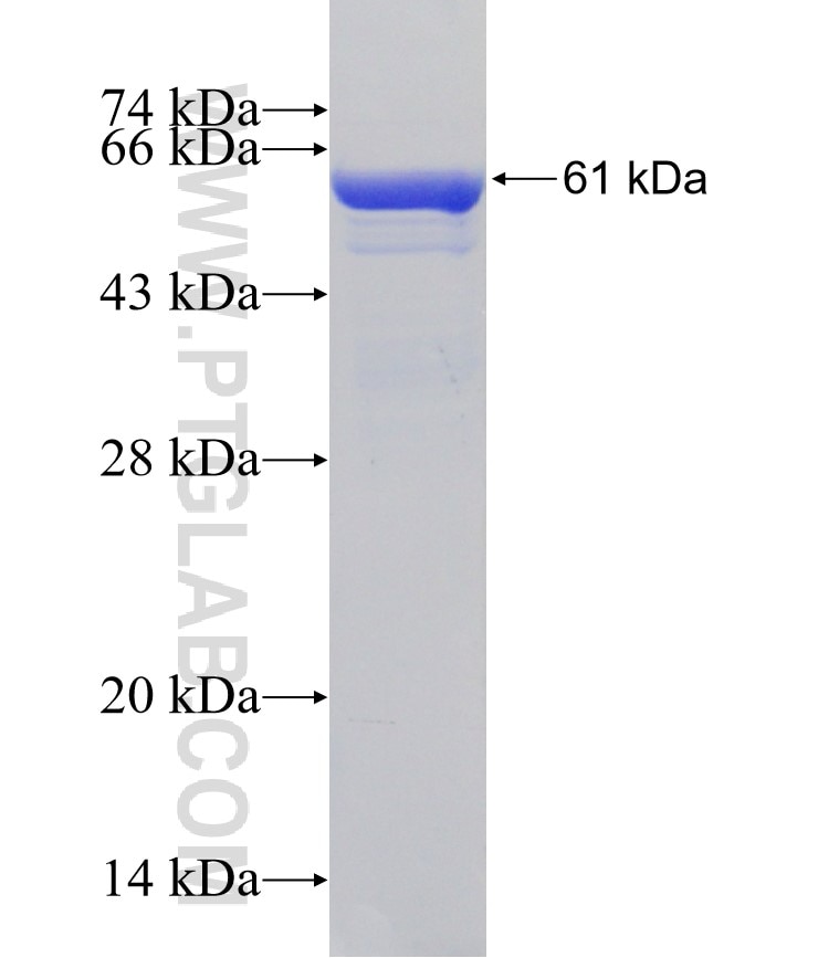 CEP170L fusion protein Ag13532 SDS-PAGE