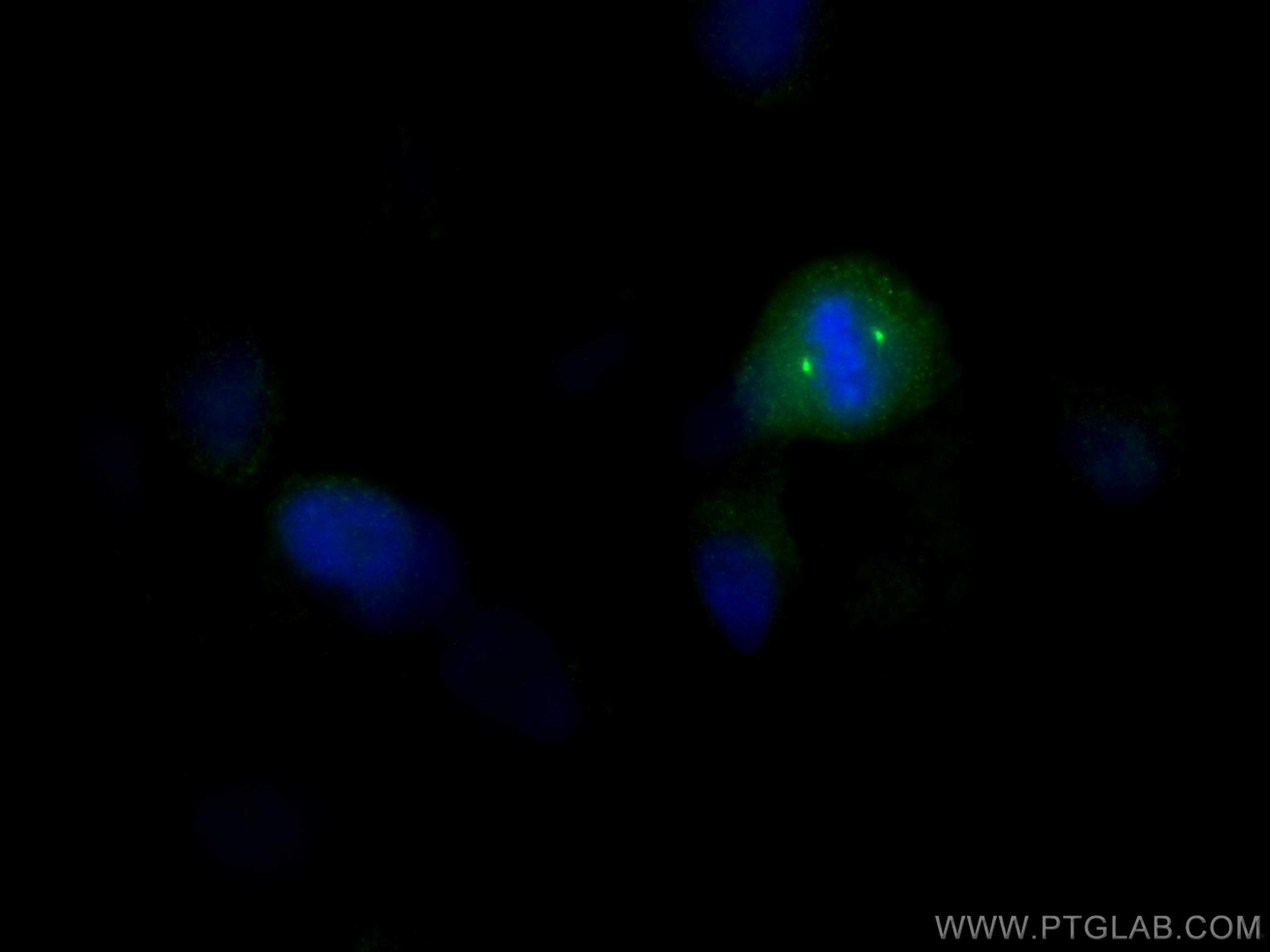 Immunofluorescence (IF) / fluorescent staining of HeLa cells using CEP192 Polyclonal antibody (28700-1-AP)