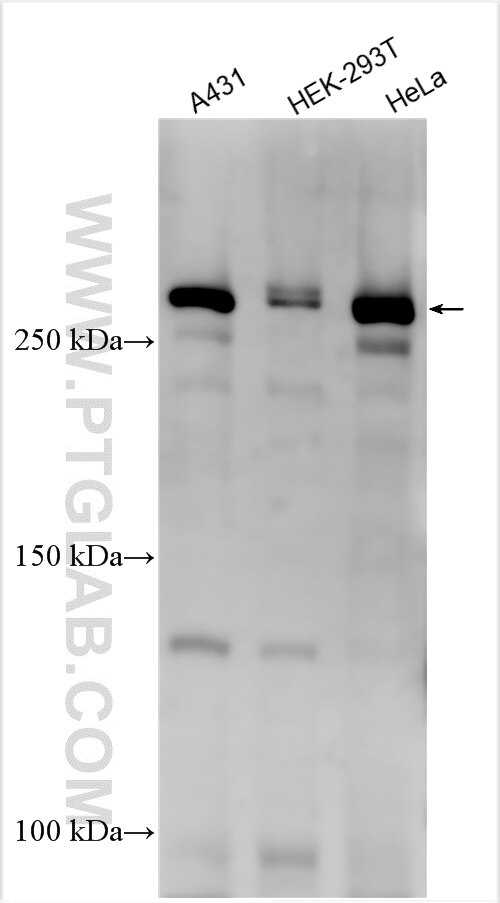 Western Blot (WB) analysis of various lysates using CEP250/CNAP1 Polyclonal antibody (14498-1-AP)