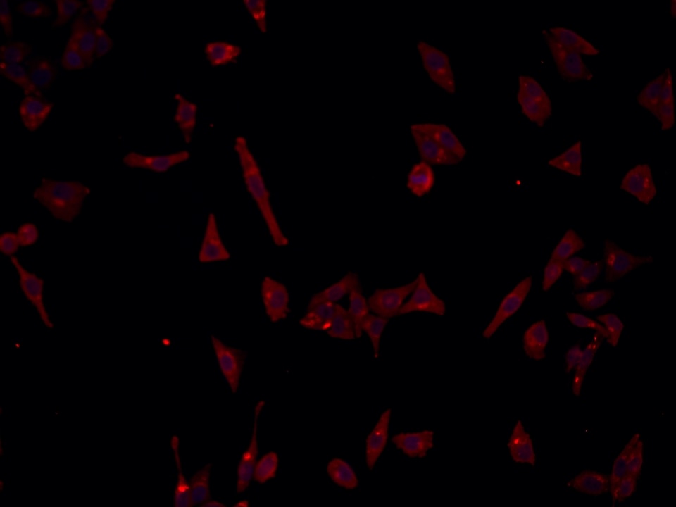 Immunofluorescence (IF) / fluorescent staining of HepG2 cells using CEP250,C-NAP1 Monoclonal antibody (66814-1-Ig)