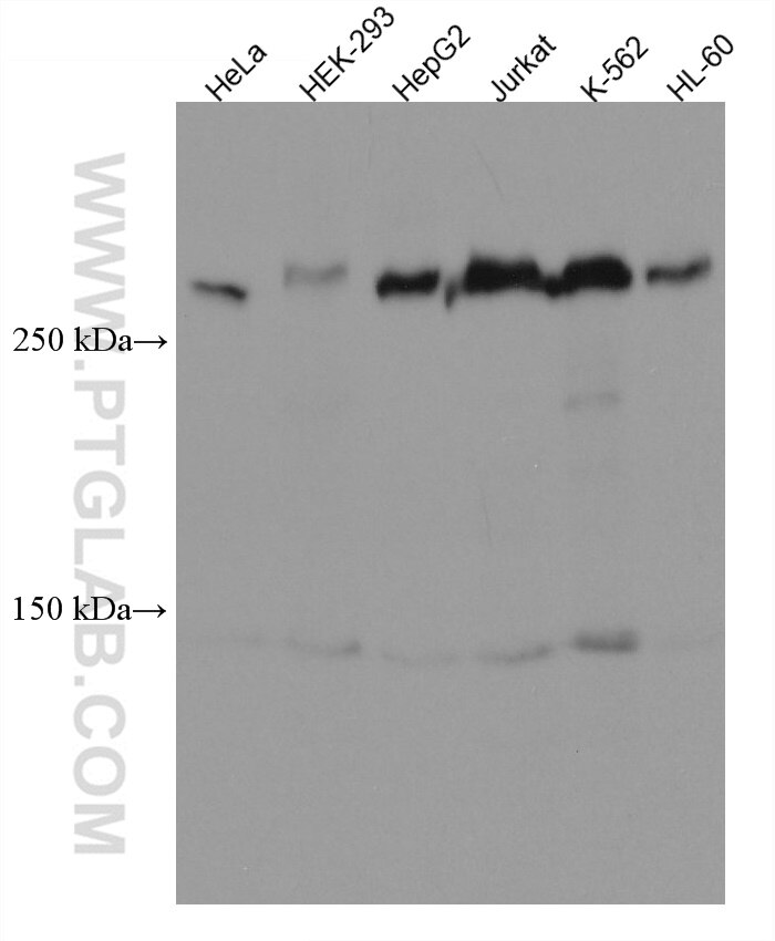 CEP250,C-NAP1