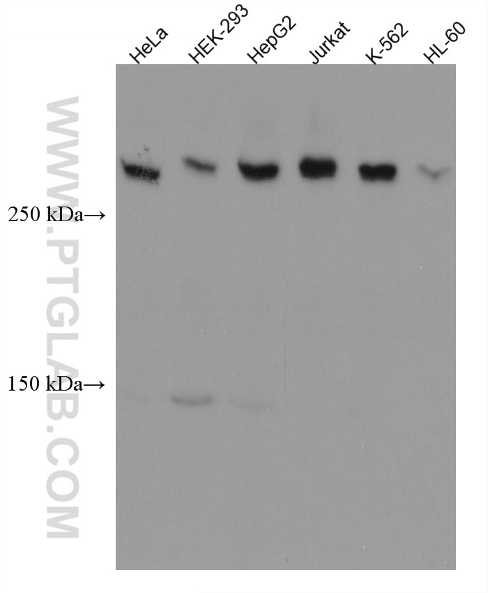 Western Blot (WB) analysis of various lysates using CEP250,C-NAP1 Monoclonal antibody (66814-1-Ig)