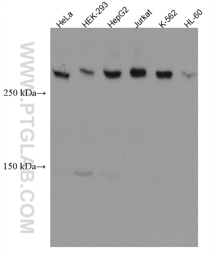 WB analysis using 66814-1-Ig