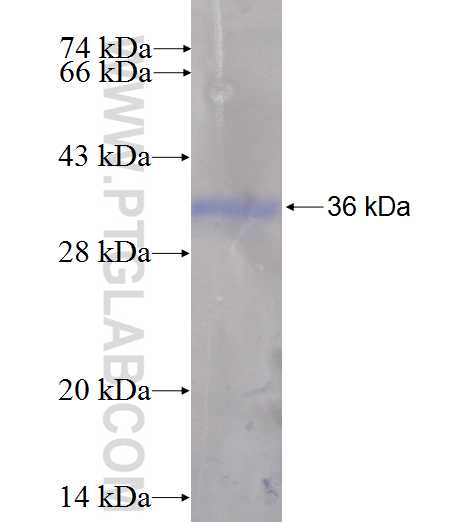 CEP250,C-NAP1 fusion protein Ag5925 SDS-PAGE