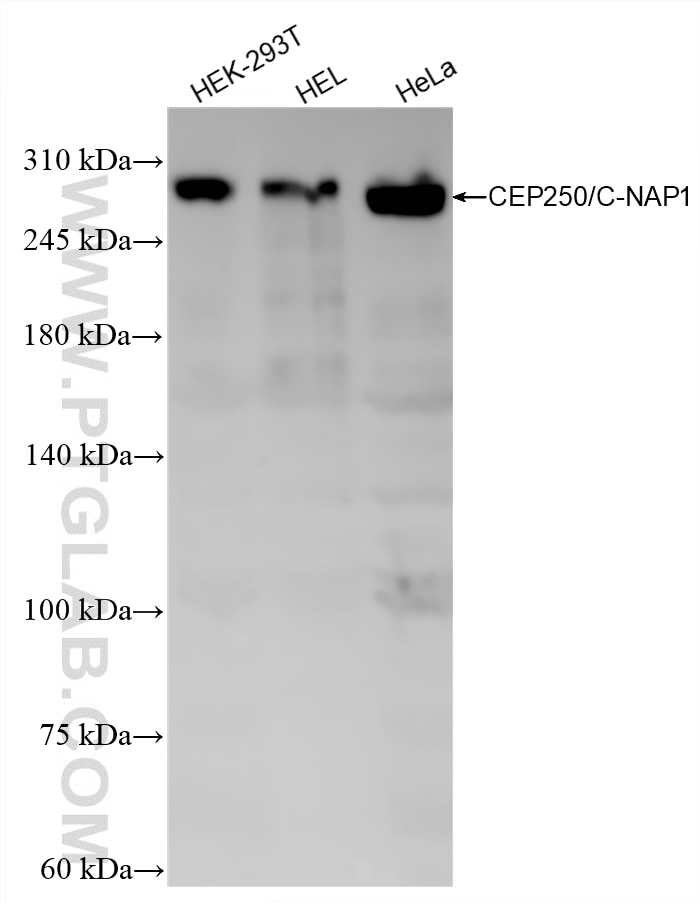 Western Blot (WB) analysis of various lysates using CEP250/CNAP1 Recombinant monoclonal antibody (87777-1-RR)
