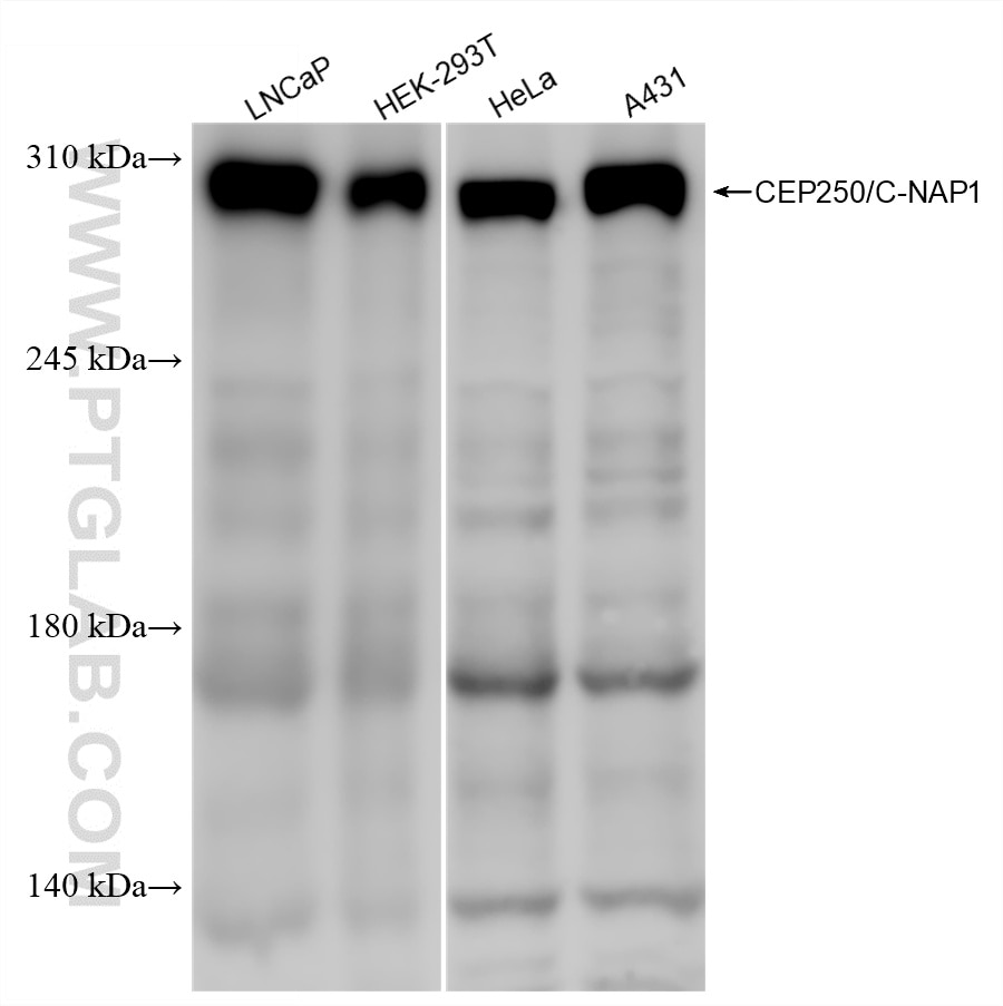 Western Blot (WB) analysis of various lysates using CEP250/CNAP1 Recombinant monoclonal antibody (87777-1-RR)