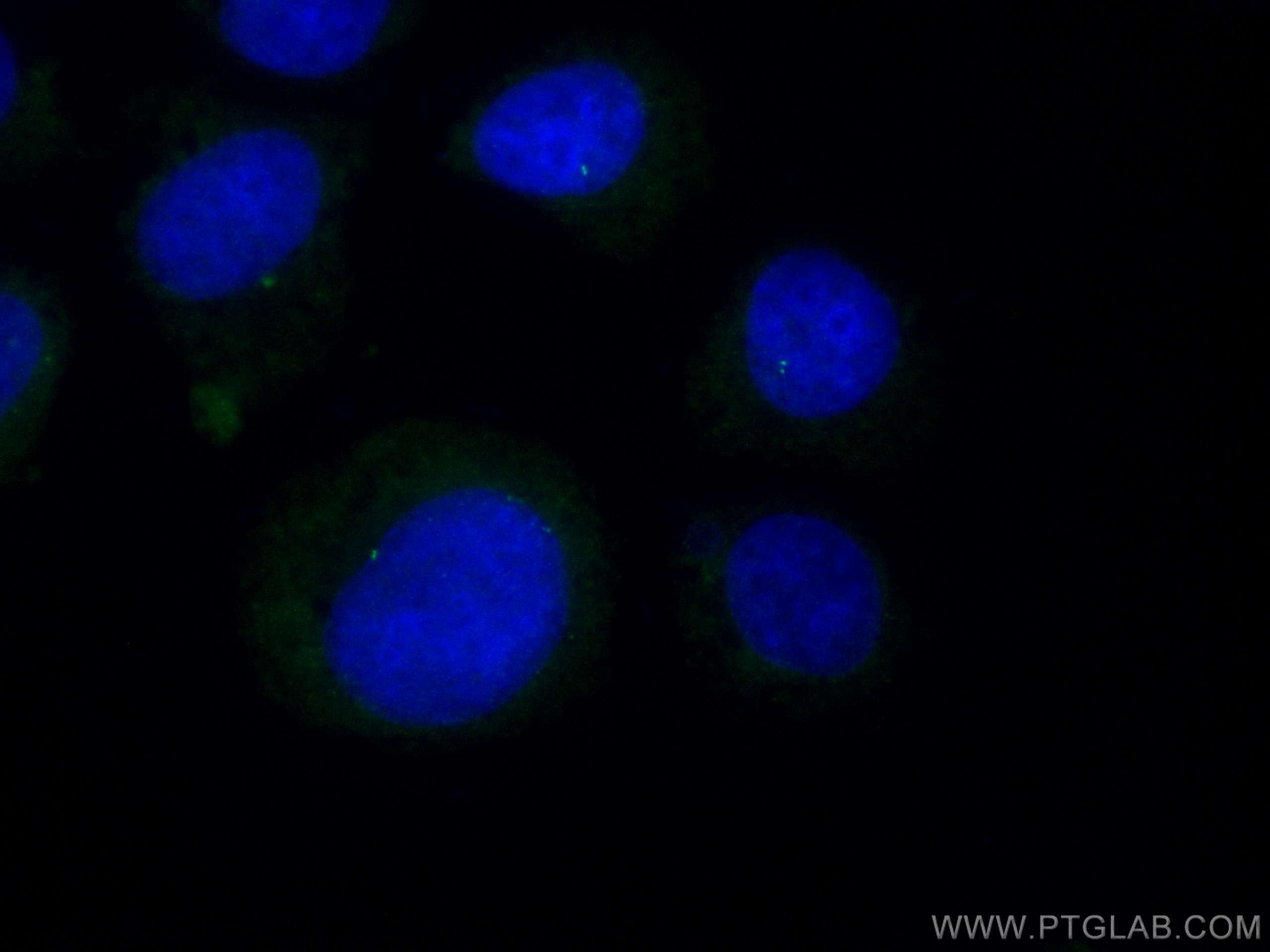 IF Staining of MCF-7 using CL488-14498