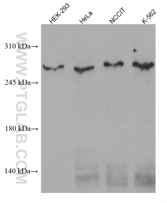 Western Blot (WB) analysis of various lysates using CEP290 Monoclonal antibody (67716-1-Ig)