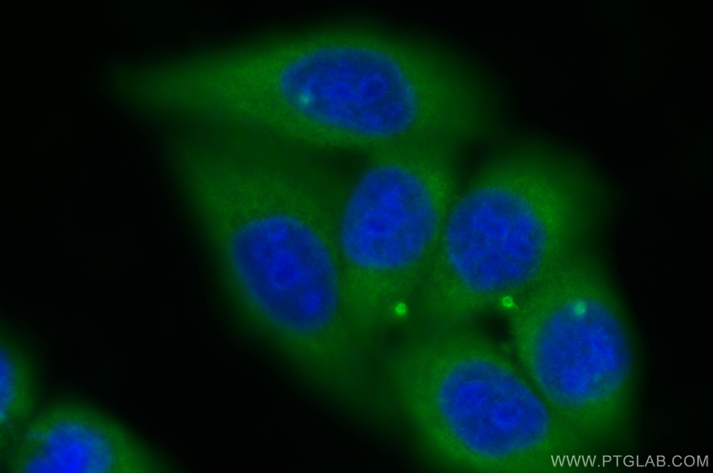 Immunofluorescence (IF) / fluorescent staining of HepG2 cells using CEP55 Polyclonal antibody (23891-1-AP)
