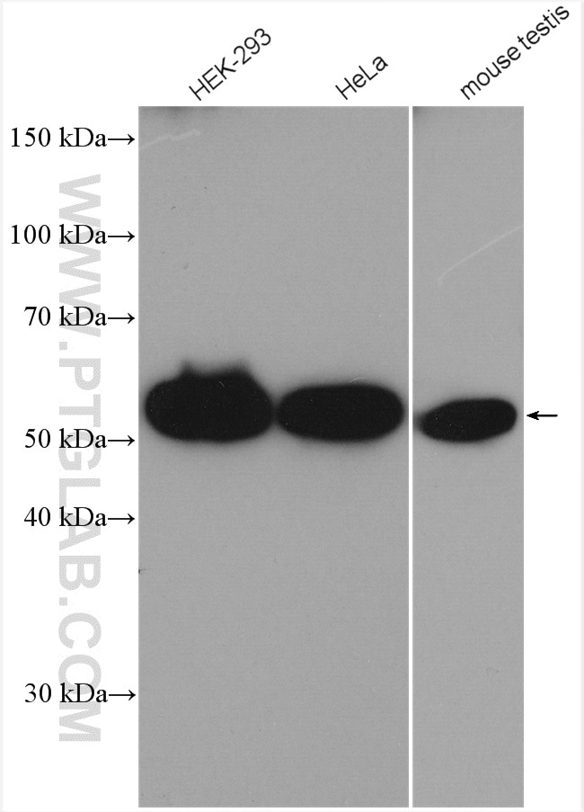 Western Blot (WB) analysis of various lysates using CEP55 Polyclonal antibody (23891-1-AP)