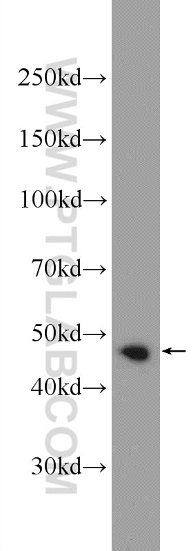 Western Blot (WB) analysis of rat testis tissue using CEP55 Polyclonal antibody (23891-1-AP)