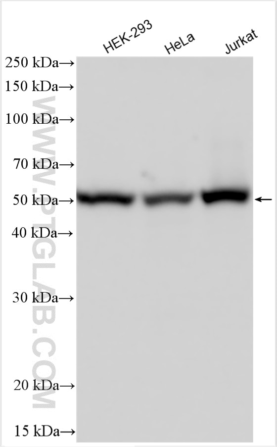 Western Blot (WB) analysis of various lysates using CEP55 Polyclonal antibody (23891-1-AP)