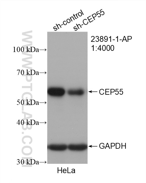 Western Blot (WB) analysis of HeLa cells using CEP55 Polyclonal antibody (23891-1-AP)