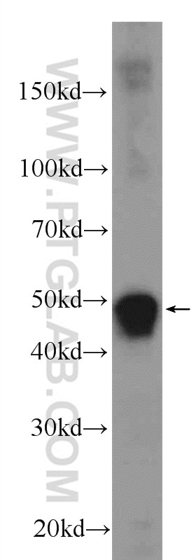 Western Blot (WB) analysis of human testis tissue using CEP55 Polyclonal antibody (23891-1-AP)