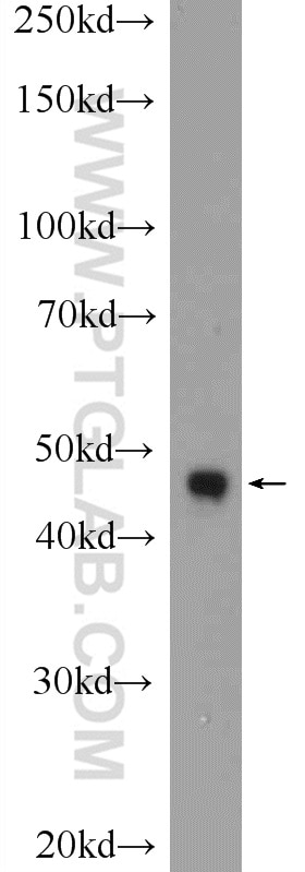 Western Blot (WB) analysis of mouse testis tissue using CEP55 Polyclonal antibody (23891-1-AP)