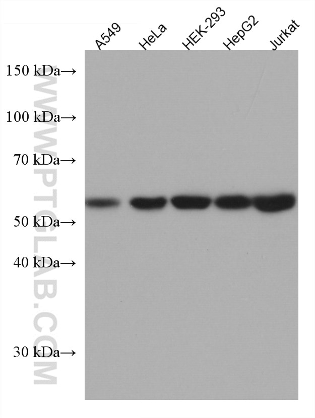 Western Blot (WB) analysis of various lysates using CEP55 Monoclonal antibody (67460-1-Ig)