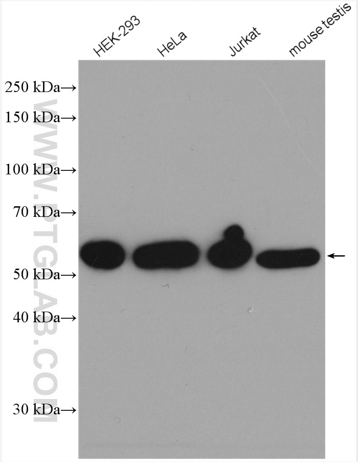 Western Blot (WB) analysis of various lysates using CEP55 Monoclonal antibody (67460-1-Ig)