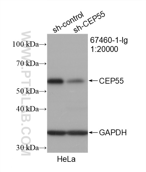 Western Blot (WB) analysis of HeLa cells using CEP55 Monoclonal antibody (67460-1-Ig)