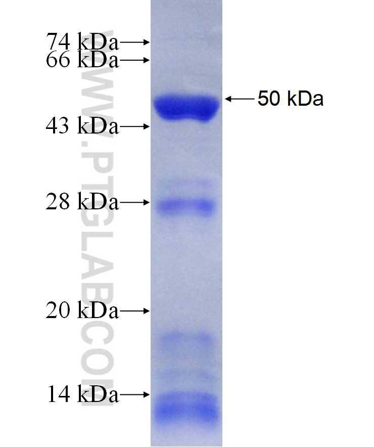 CEP55 fusion protein Ag29995 SDS-PAGE