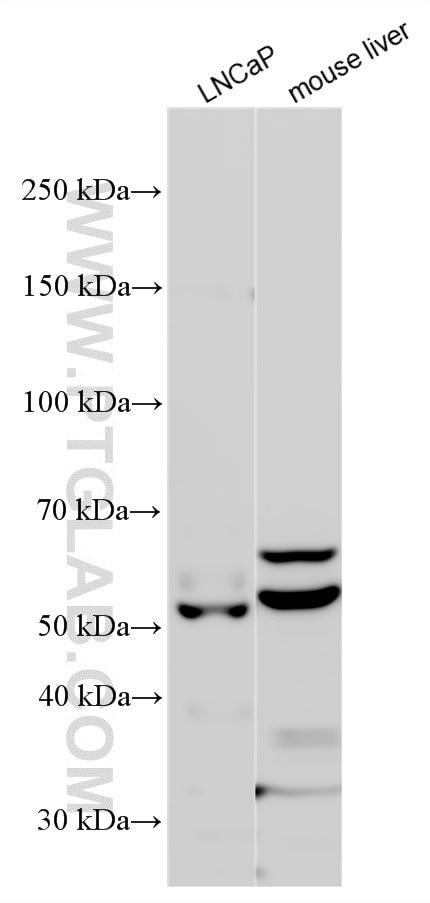 Western Blot (WB) analysis of various lysates using CEP63 Polyclonal antibody (16268-1-AP)