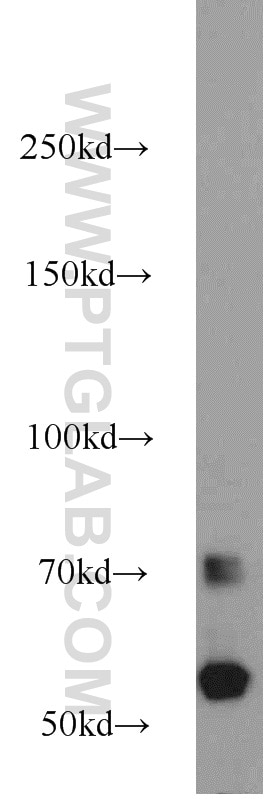 Western Blot (WB) analysis of HEK-293 cells using CEP63 Polyclonal antibody (16268-1-AP)