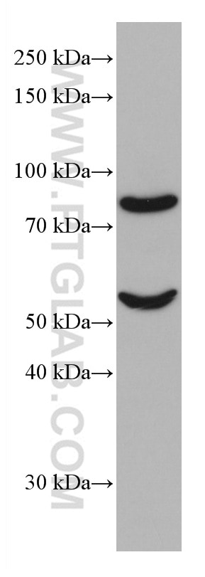 CEP63