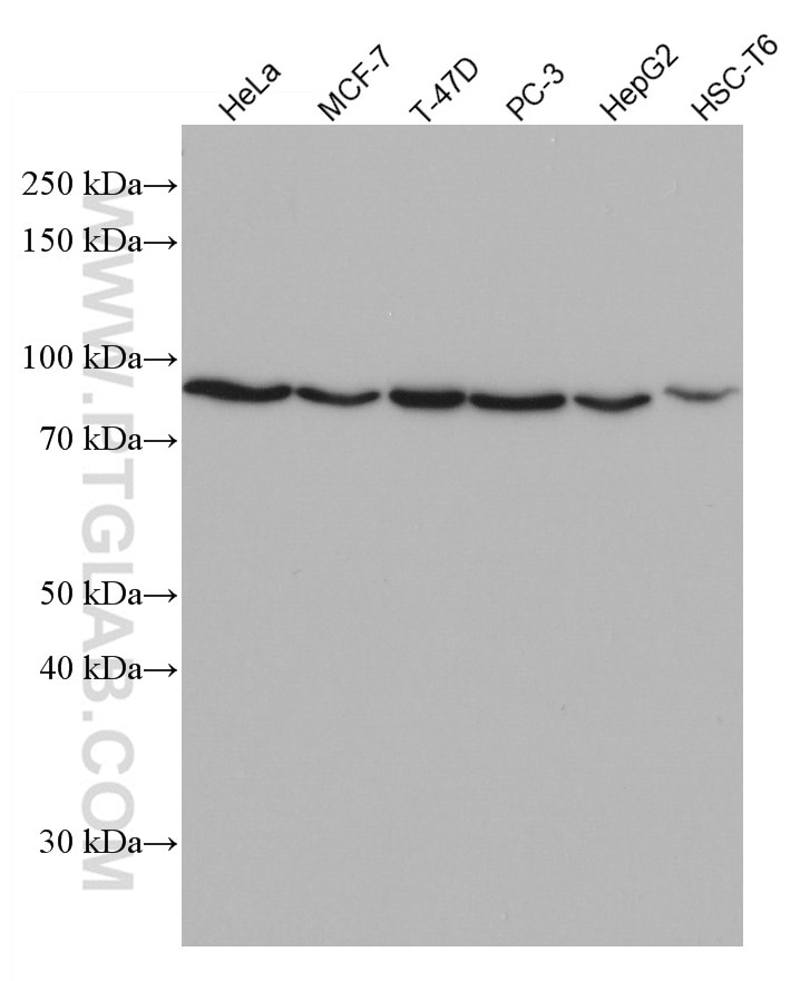 Western Blot (WB) analysis of various lysates using CEP63 Monoclonal antibody (66996-1-Ig)