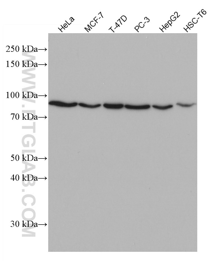 WB analysis using 66996-1-Ig
