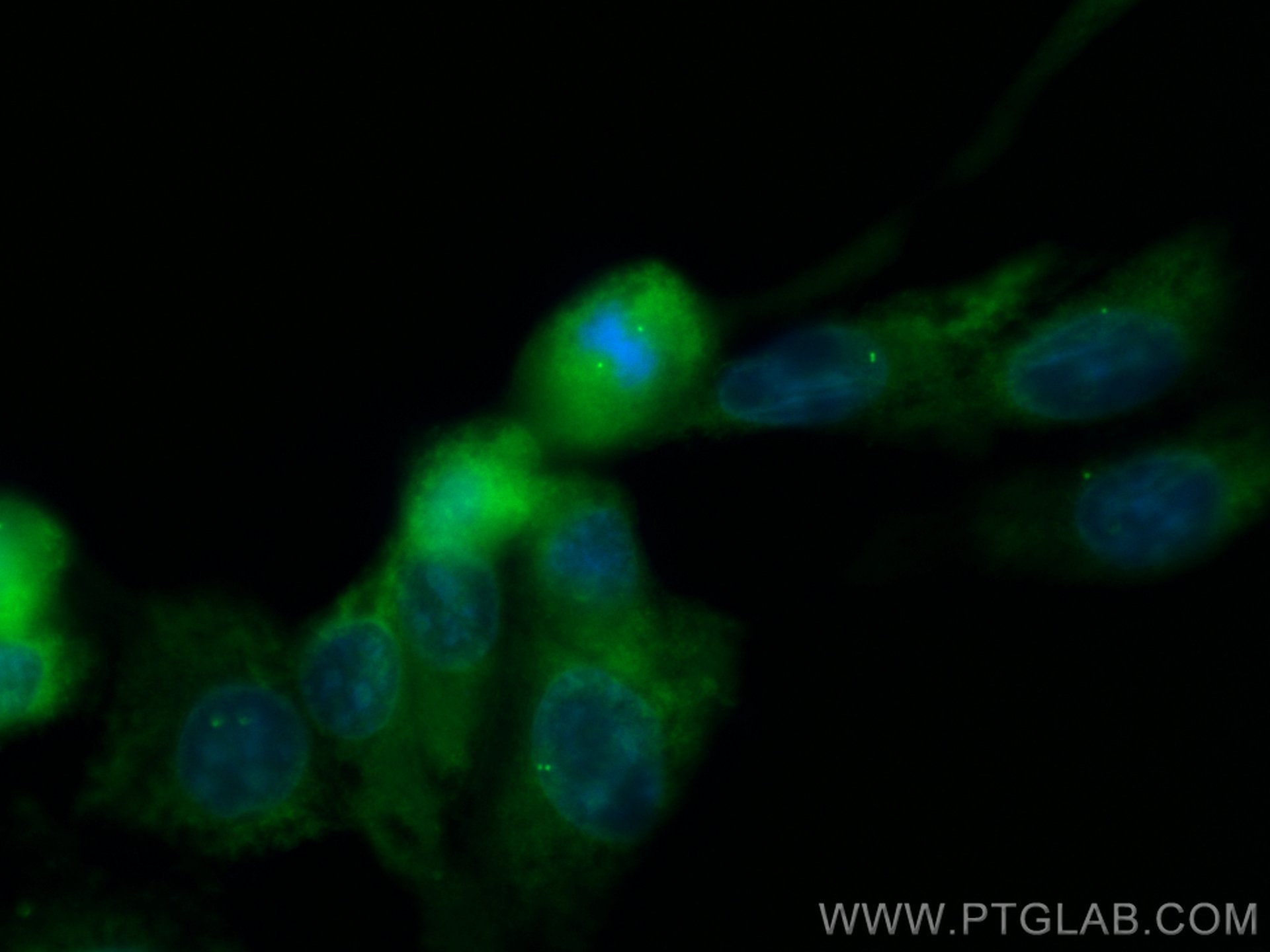 Immunofluorescence (IF) / fluorescent staining of MDCK cells using CoraLite® Plus 488-conjugated CEP63 Polyclonal ant (CL488-16268)