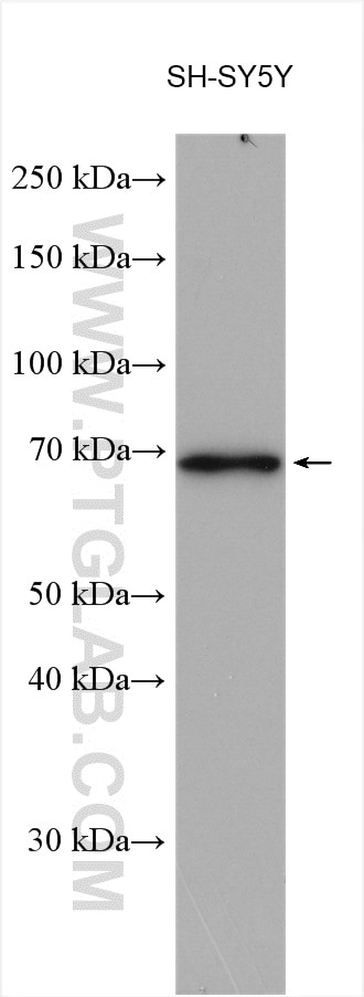 Western Blot (WB) analysis of various lysates using CEP68 Polyclonal antibody (15147-1-AP)