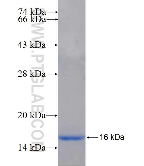 CEP68 fusion protein Ag26185 SDS-PAGE